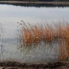 soft-stemmed bulrush thumbnail 2