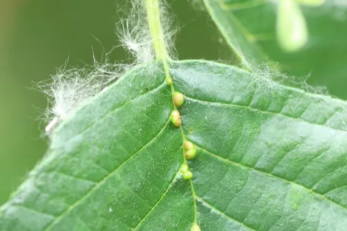 alder vein angle gall