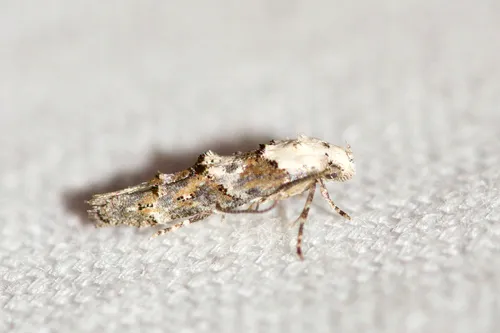 White-based Mompha