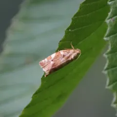 Oak Leafroller Moth thumbnail 1