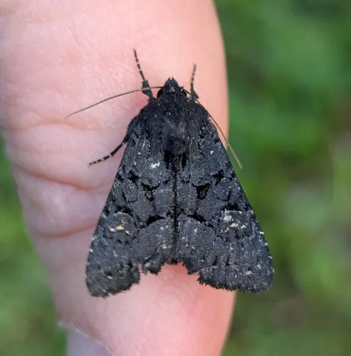 Apamea impulsa