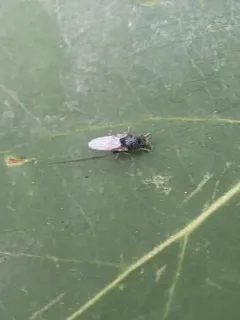 Gowdeyana punctifera thumbnail 3