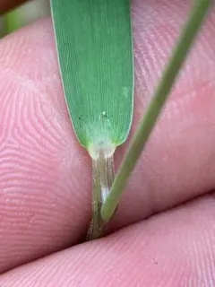 hemlock panic grass thumbnail 4