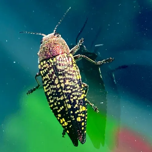 Yellow-spotted Jewel Beetle