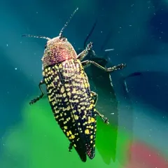 Yellow-spotted Jewel Beetle thumbnail 1