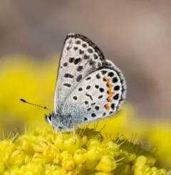 Glaucon Blue thumbnail 3