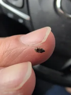 Tricolored Carpet Beetle thumbnail 4
