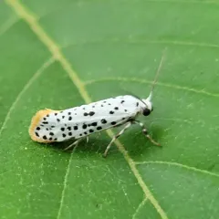 American Ermine Moth thumbnail 3