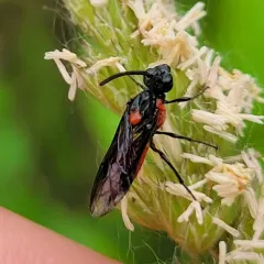 Poison Ivy Sawfly thumbnail 4