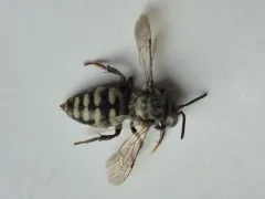 American Cellophane-cuckoo Bee thumbnail 1