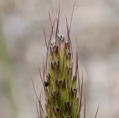 Tufted Foxtail thumbnail 3