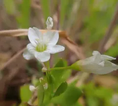 toadlily thumbnail 4