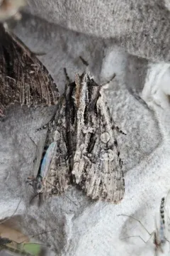 Nondescript Dagger Moth thumbnail 4