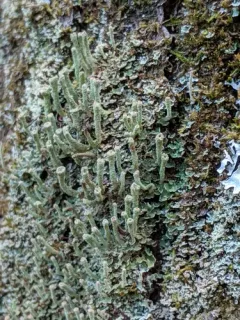 Cylindrical Powderhorn thumbnail 1