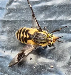 Beautiful Deer Fly thumbnail 4