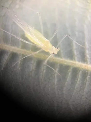 American Alder Aphid