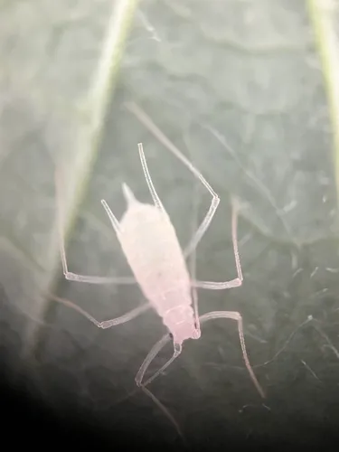 Macrosiphum occidentale