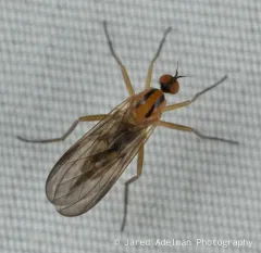 Rhamphomyia vittata thumbnail 3
