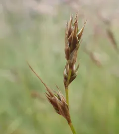 foothill sedge thumbnail 4