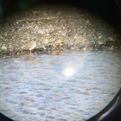 Spotted Sandpiper thumbnail 4