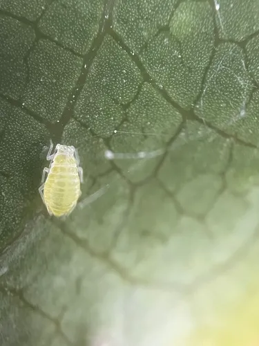 barberry aphid