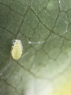 barberry aphid thumbnail 1