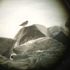 Black Turnstone thumbnail 4