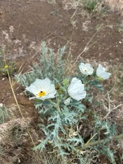 Rough Pricklypoppy thumbnail 2