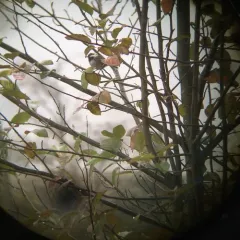 Chestnut-backed Chickadee thumbnail 3