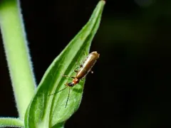 Dichelotarsus cavicollis thumbnail 3