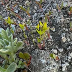 low mountain bedstraw thumbnail 4