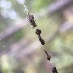 Conical Trashline Orbweaver thumbnail 4