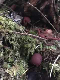 Maroon Madrone Tubaria thumbnail 2
