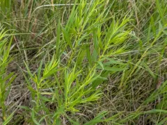 Prairie Goldenrod thumbnail 2