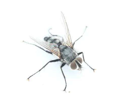Neomintho celeris