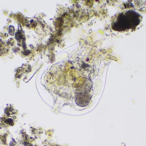 Brachionus quadridentatus