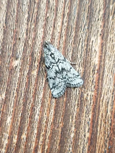 Pyla insinuatrix