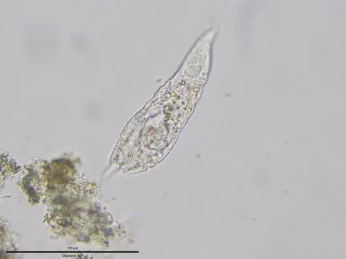 Trichocerca similis
