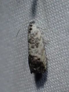 Willow Gall Moth thumbnail 2
