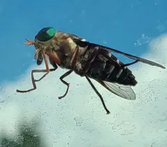 American Horse Fly thumbnail 3