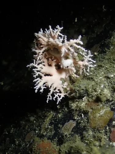 Stylaster parageus