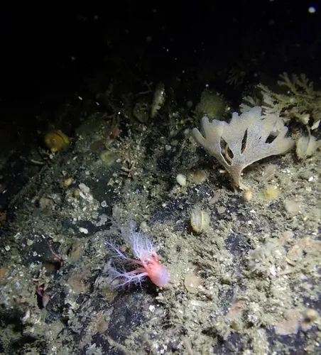 Dendrobeania murrayana