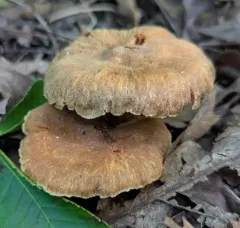 Cortinarius distans thumbnail 4