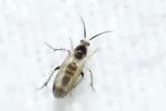 Rondaniella dimidiata thumbnail 1