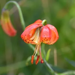 Leopard Lily thumbnail 3