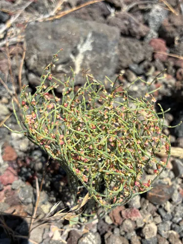 Birdnest Buckwheat