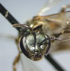 Lineated Metallic Sweat Bee thumbnail 3