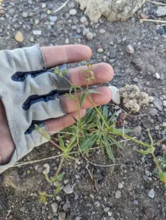 Prickly Threadbush thumbnail 4