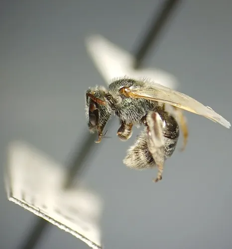 white-winged sweat bee