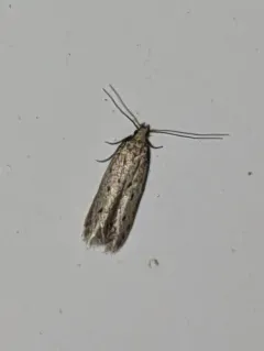 Five-spotted Twirler Moth thumbnail 4